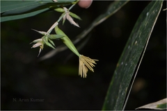 Ochlandra scriptoria